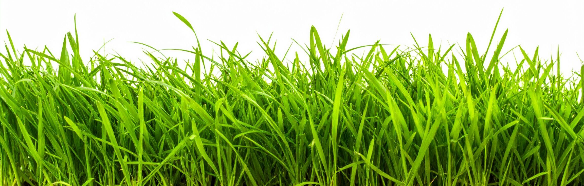 Firefly_website footer image of grass with white background for a children nursery 574970